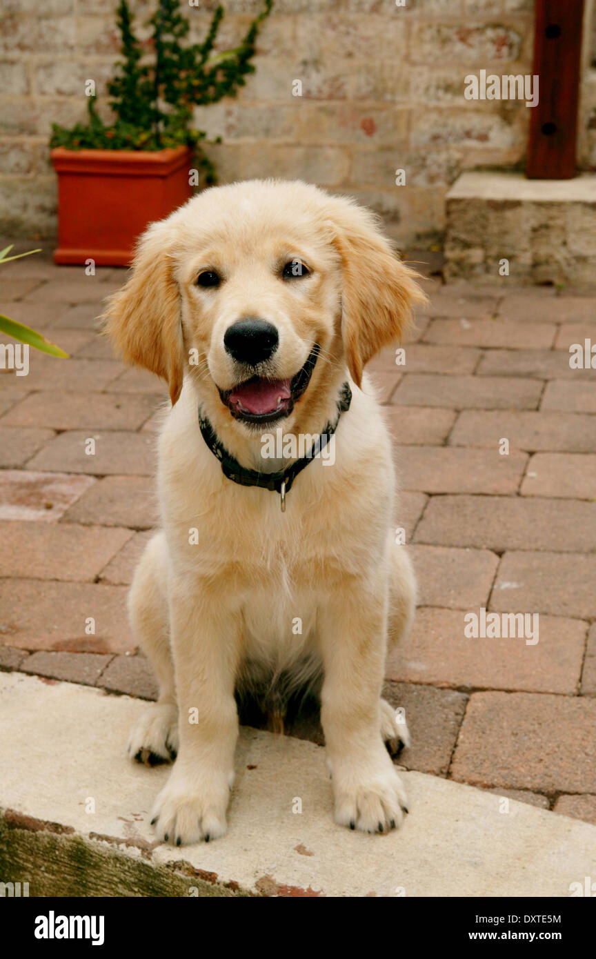 A blonde labrador puppy Stock Photo - Alamy