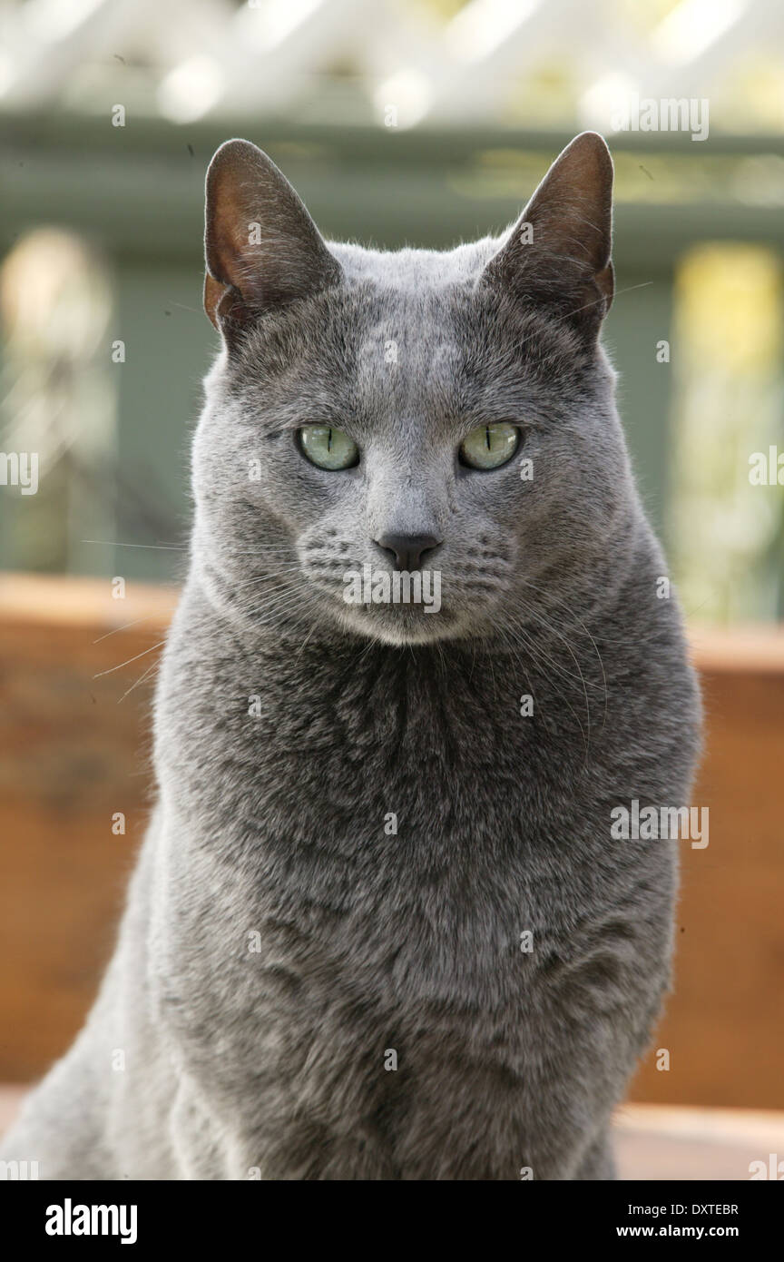 A Russian blue cat posing. Stock Photo