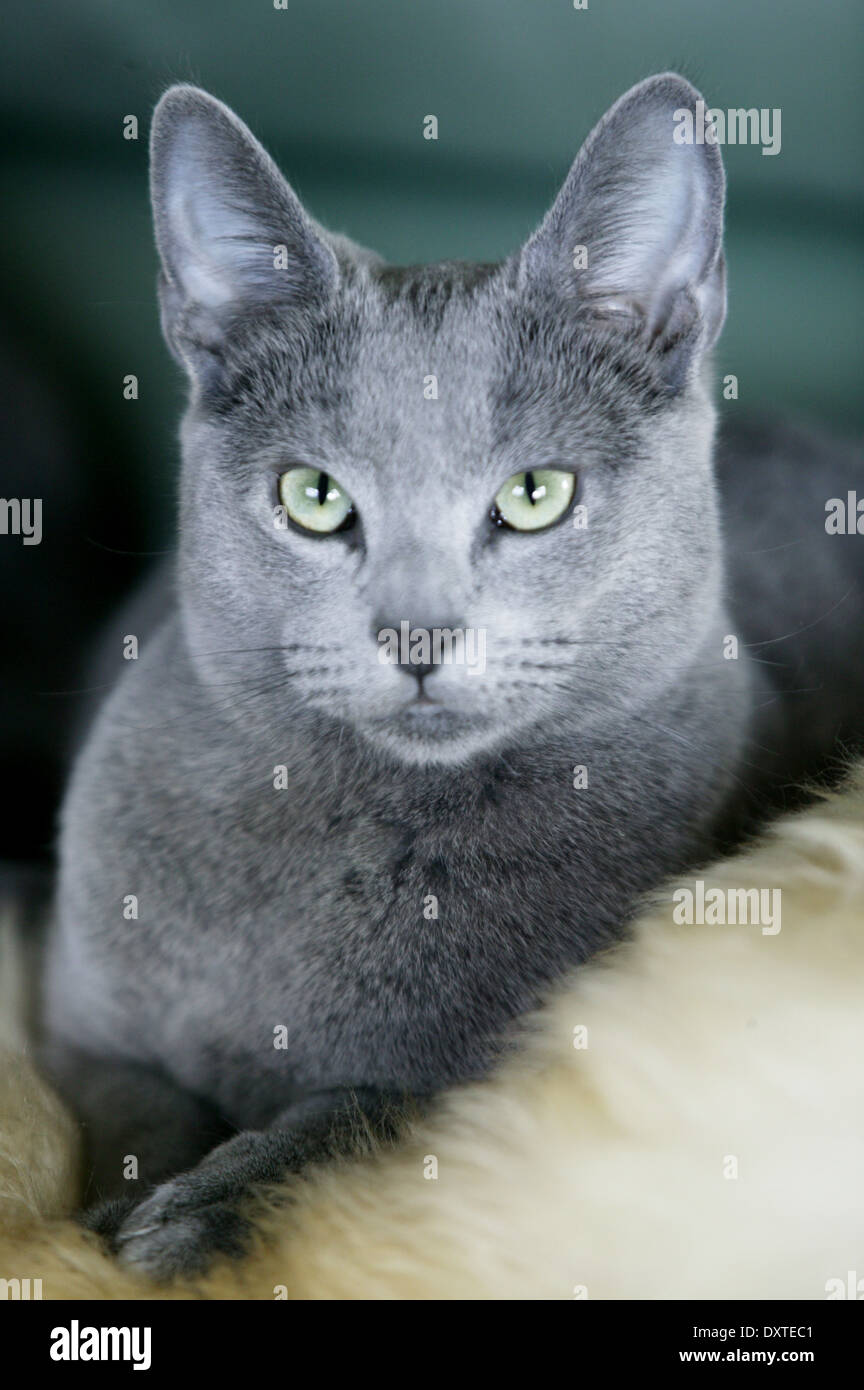 A Russian blue cat posing. Stock Photo