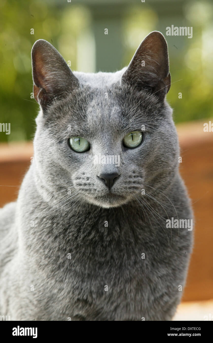 A Russian blue cat posing. Stock Photo