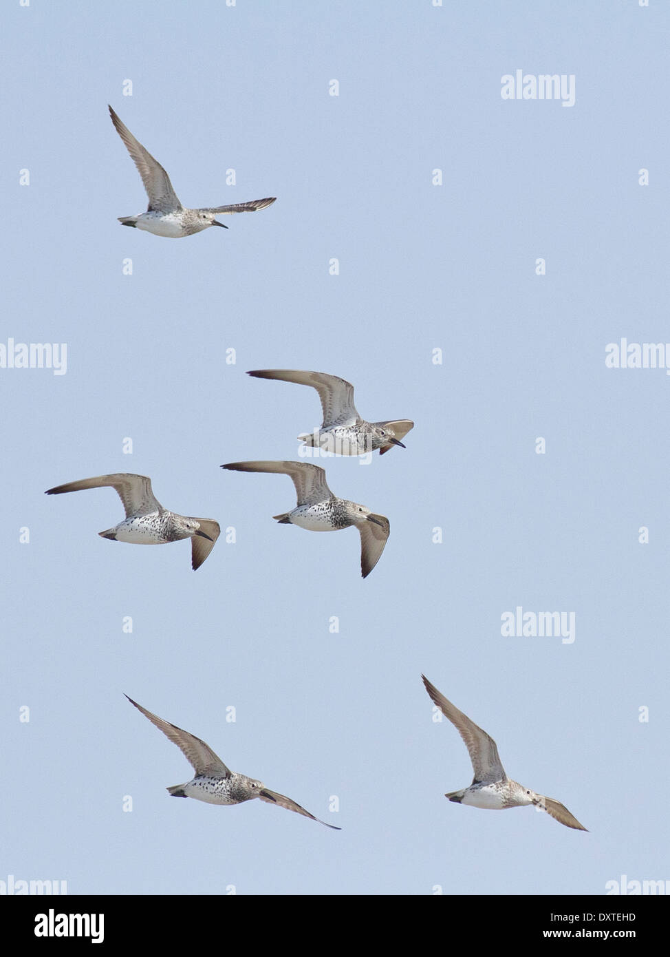 A flock of Great Knots (Calidris tenuirostris) in flight Stock Photo