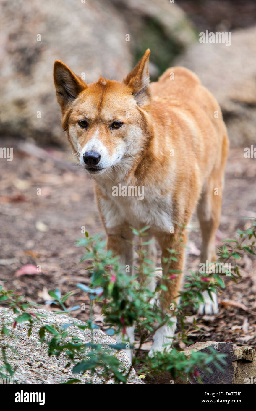 A dingo observes its surroundings in Victoria, Australia Stock Photo