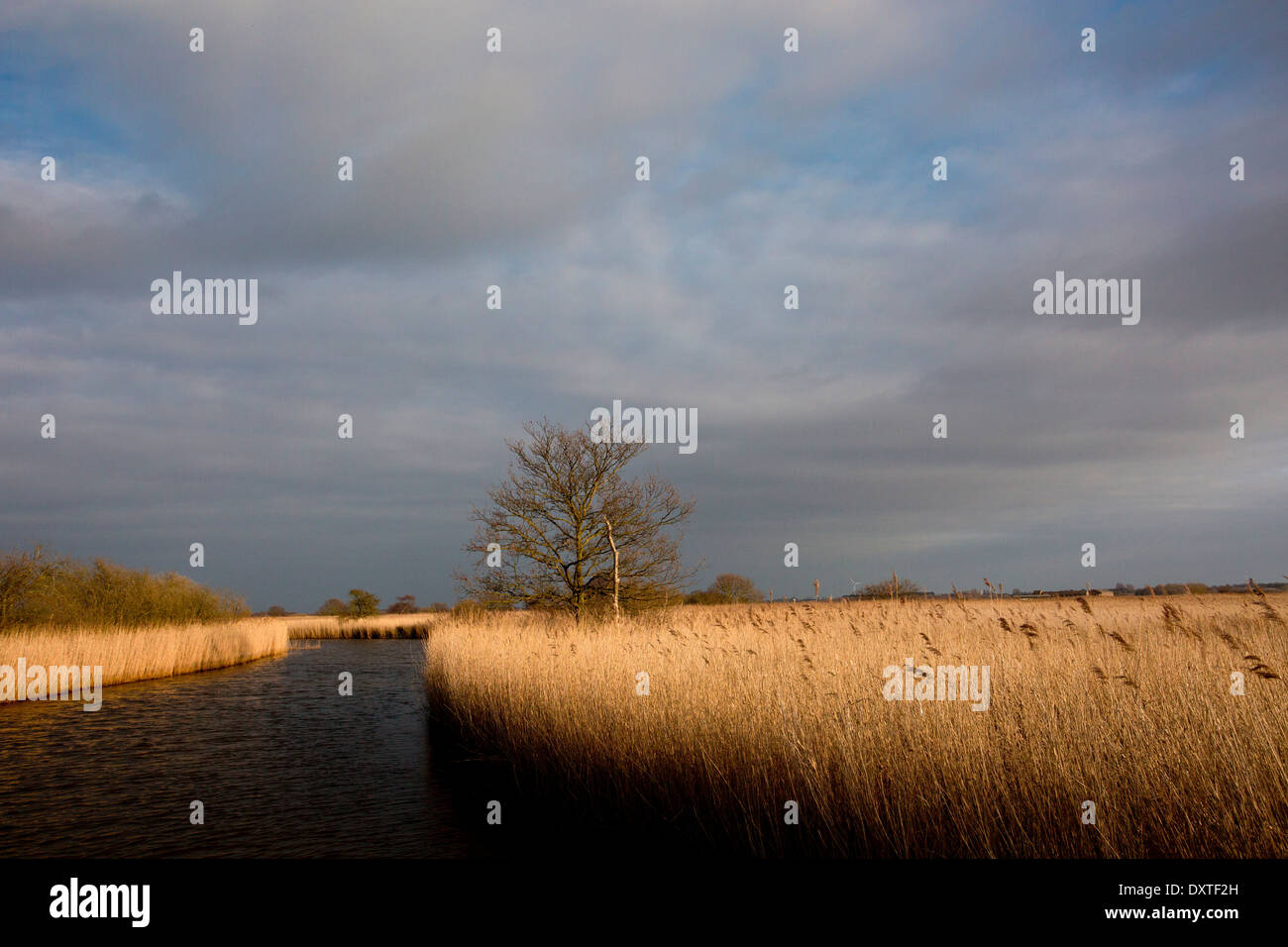 Reedbeds in winter along Meadow Dyke, near Hickling Broad; Norfolk