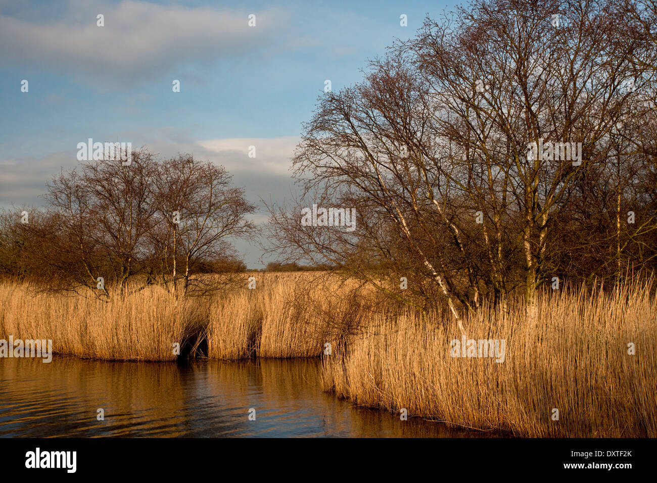 Reedbeds in winter along Meadow Dyke, near Hickling Broad; Norfolk