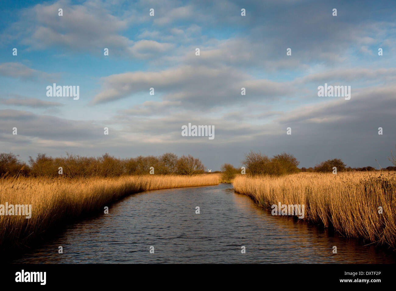 Reedbeds in winter along Meadow Dyke, near Hickling Broad; Norfolk