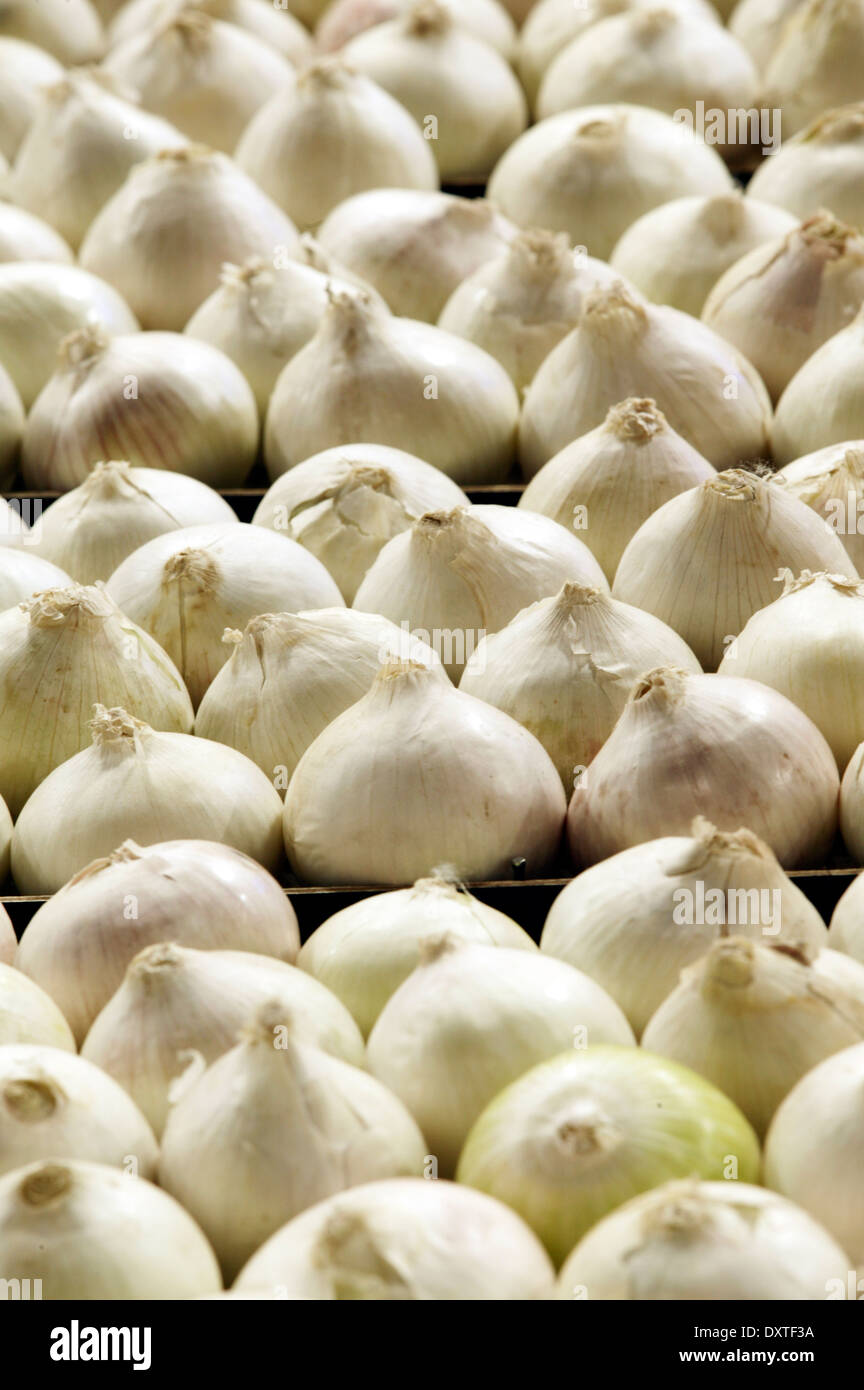 White onions on display hi-res stock photography and images - Alamy