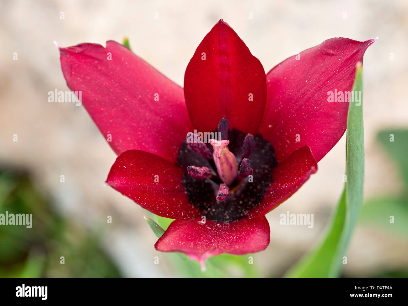 Cyprus Tulip, Tulipa cypria in flower; Cyprus endemic. Stock Photo