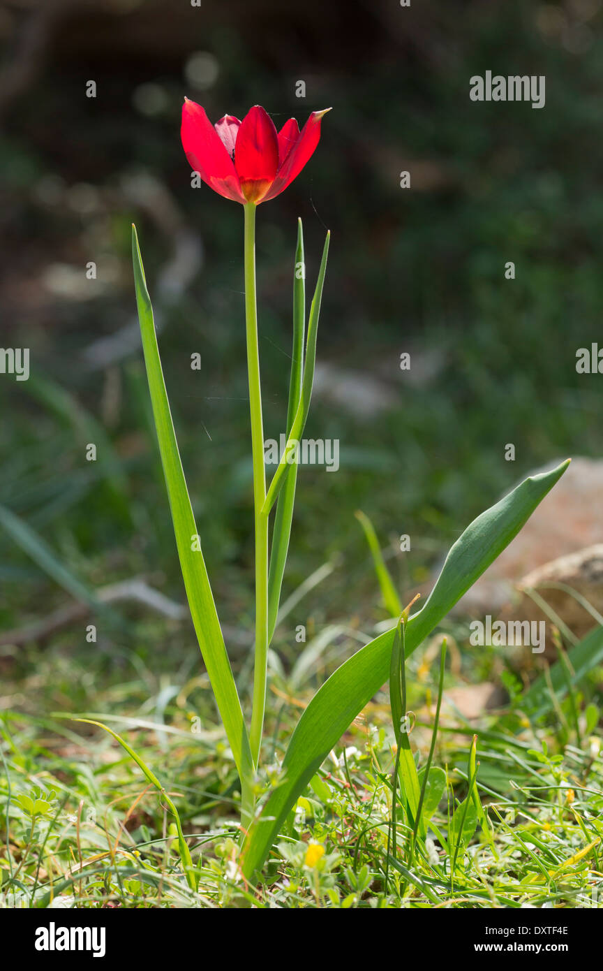 Cyprus Tulip, Tulipa cypria in flower; Cyprus endemic. Stock Photo