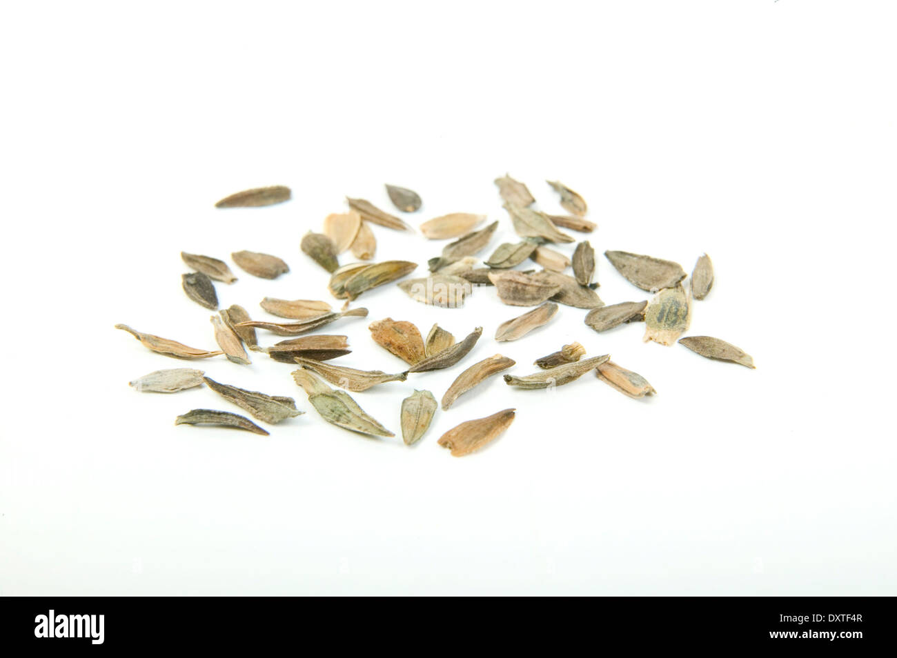 What Do Zinnia Seeds Look Like