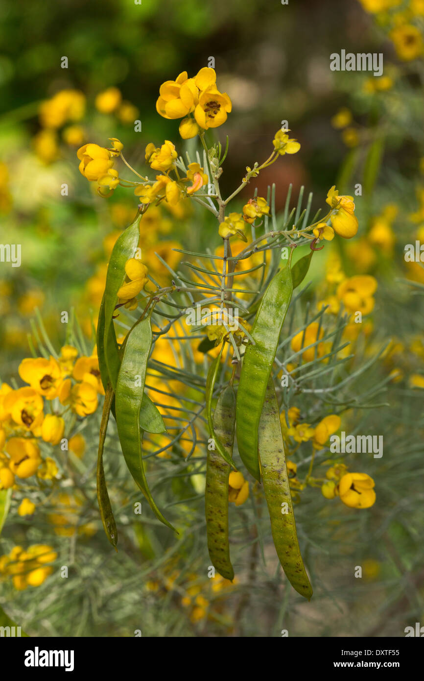 Palo verde, Mexican palo verde, Parkinsonia, Jerusalem thorn