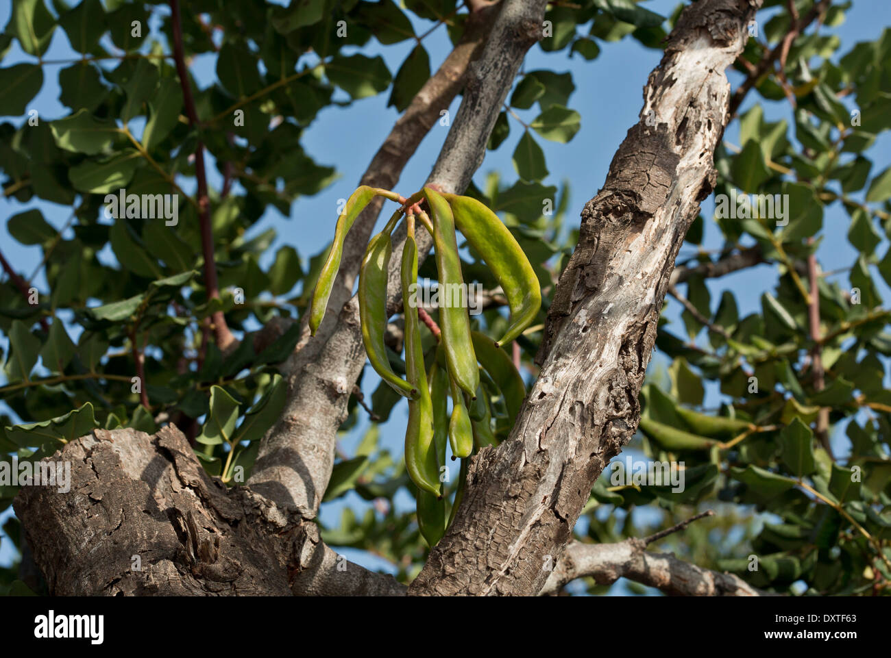 Carob tree ceratonia siliqua hires stock photography and images Alamy