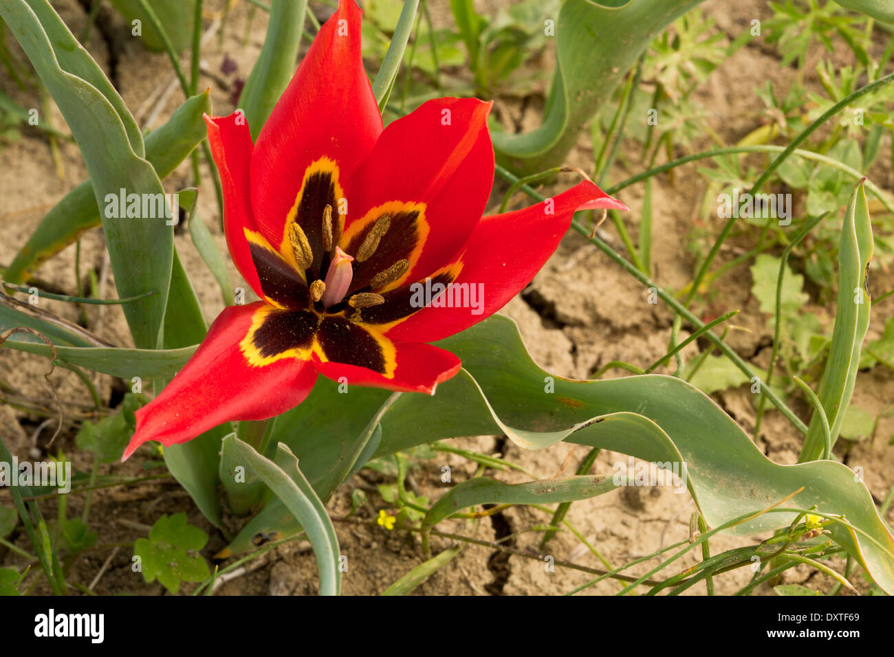 Eyed-tulip, Tulipa agenensis in flower in arable field, Cyprus Stock Photo