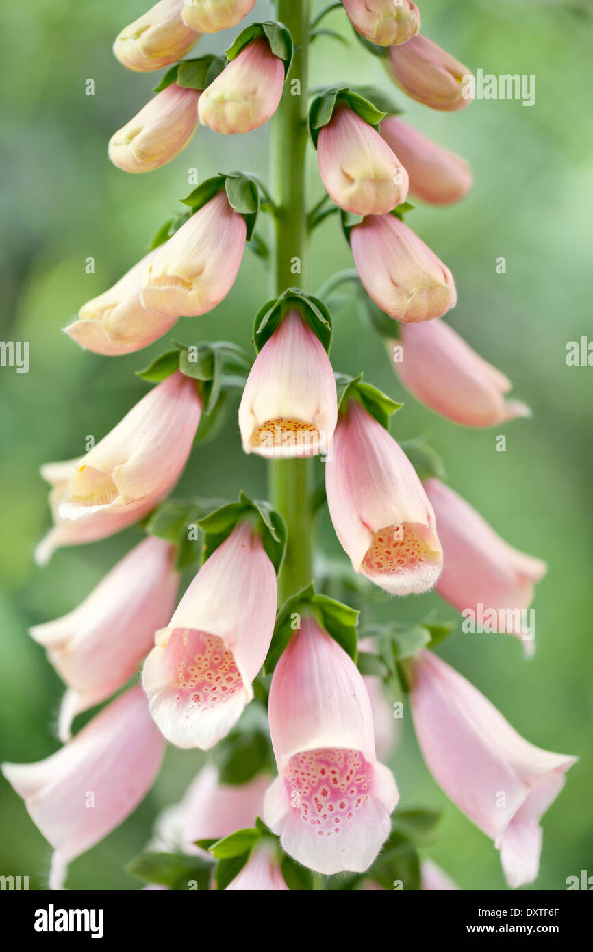 Digitalis purpurea 'Sutton's Apricot', Foxglove. Biennial. May, Early Summer. Pink/peach coloured flowers. Stock Photo