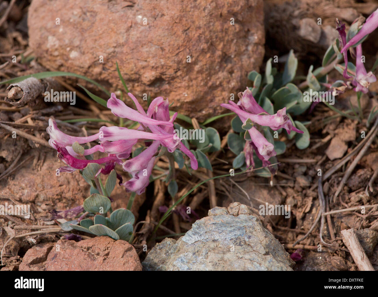 An endemic montane Corydalis, Corydalis rutifolia in the Troodos mountains, Cyprus Stock Photo