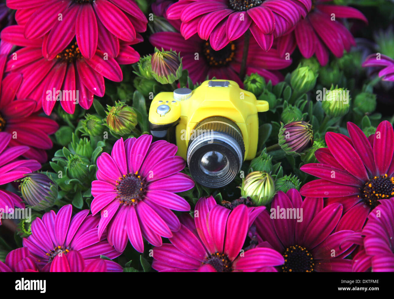 small yellow toy camera amid the purple flowers Stock Photo