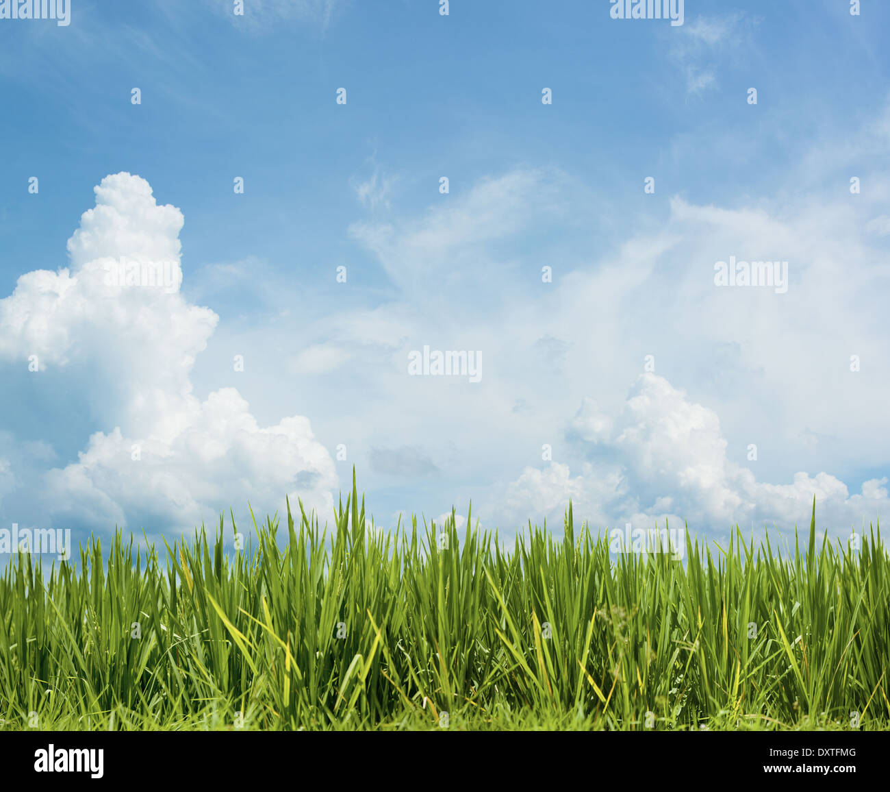 Green rice field under clouds hi-res stock photography and images - Alamy
