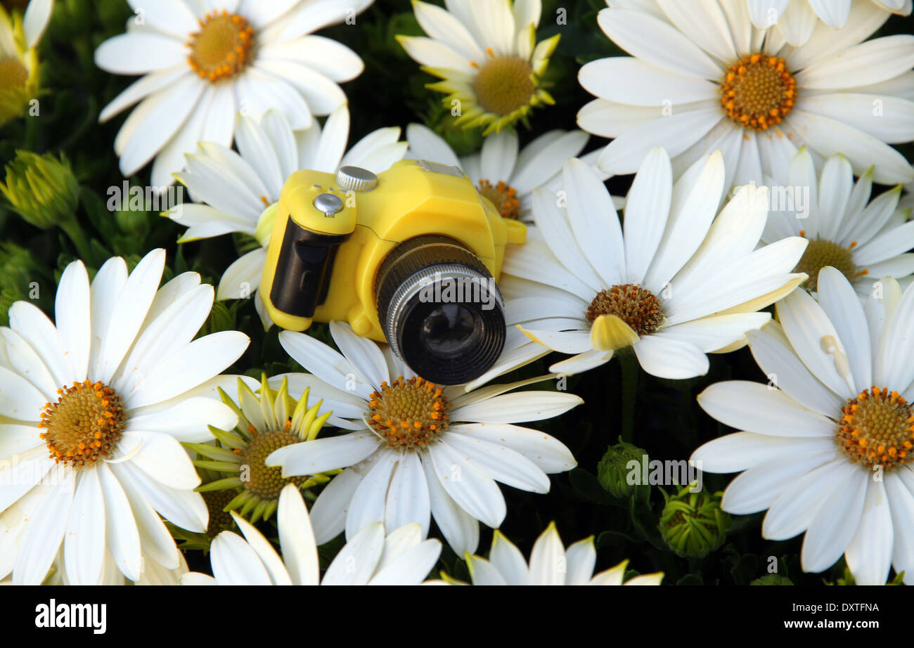 small yellow toy camera among the large daisies Stock Photo