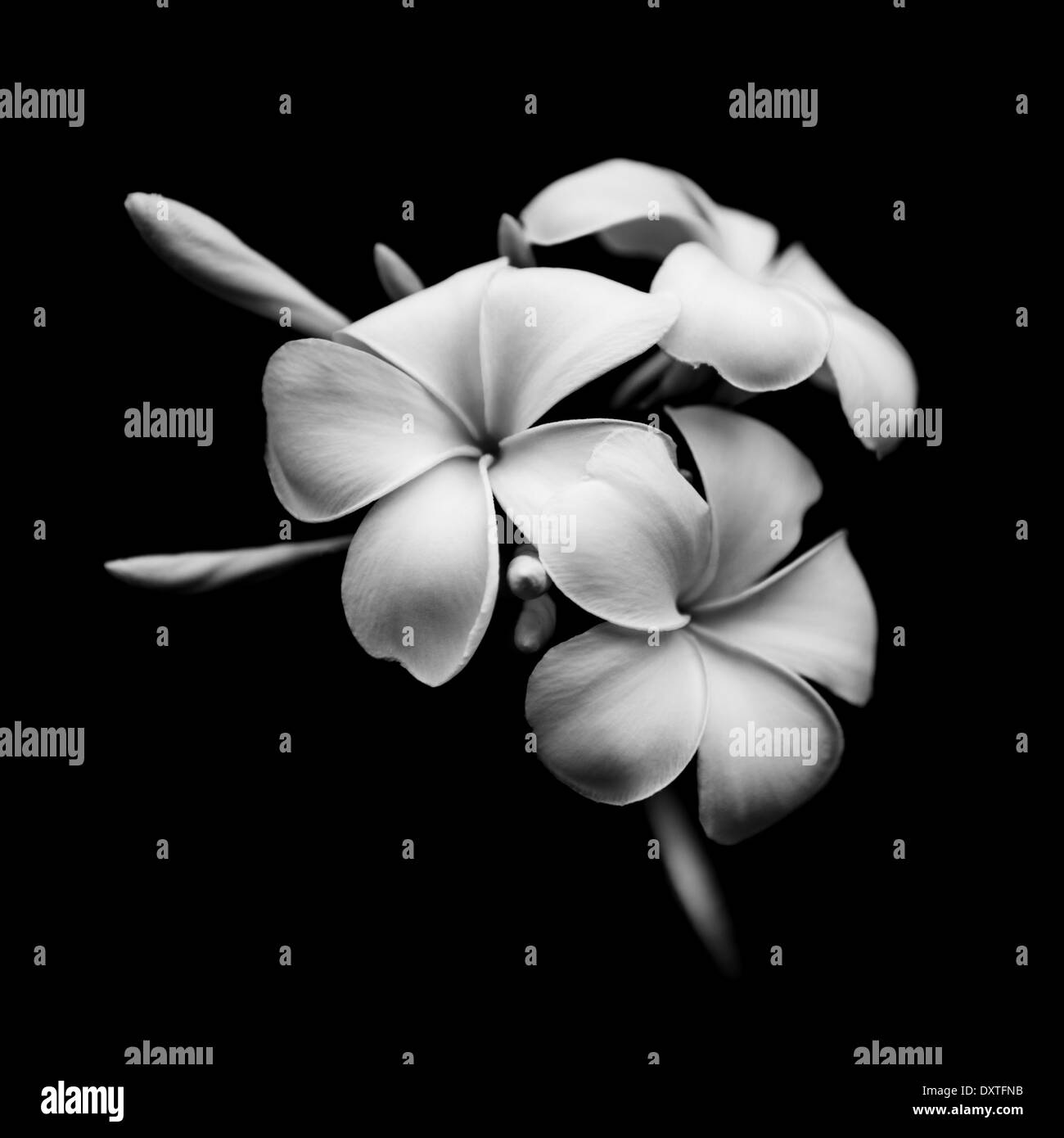 Beautiful white flowers Plumeria (Frangipani) isolated on black background Stock Photo