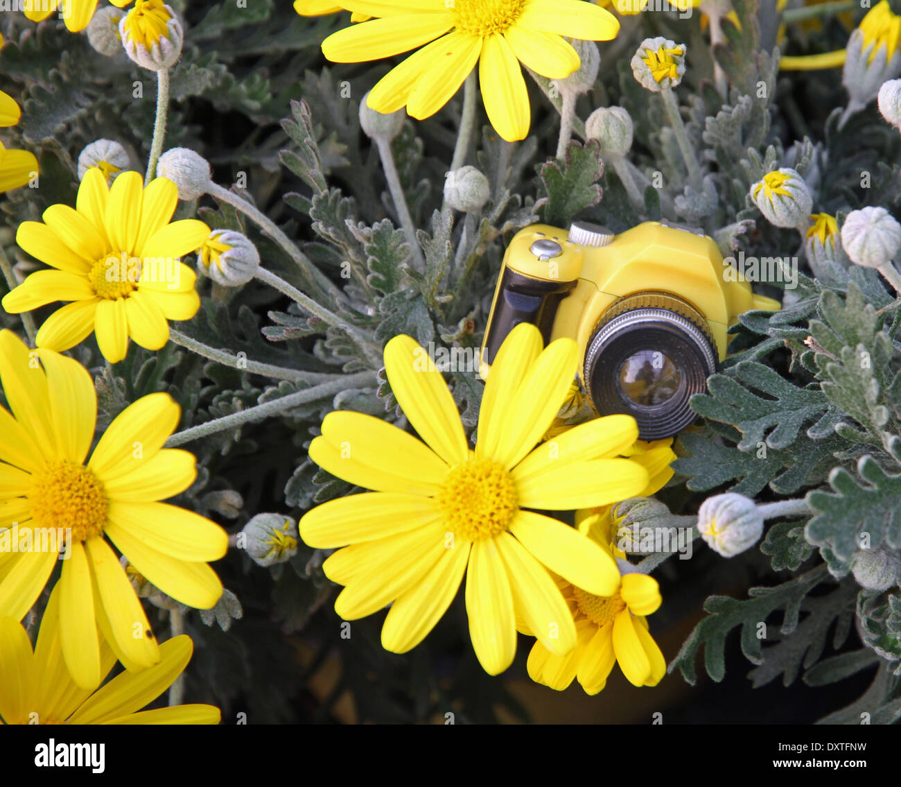 yellow toy camera among the large yellow daisies Stock Photo