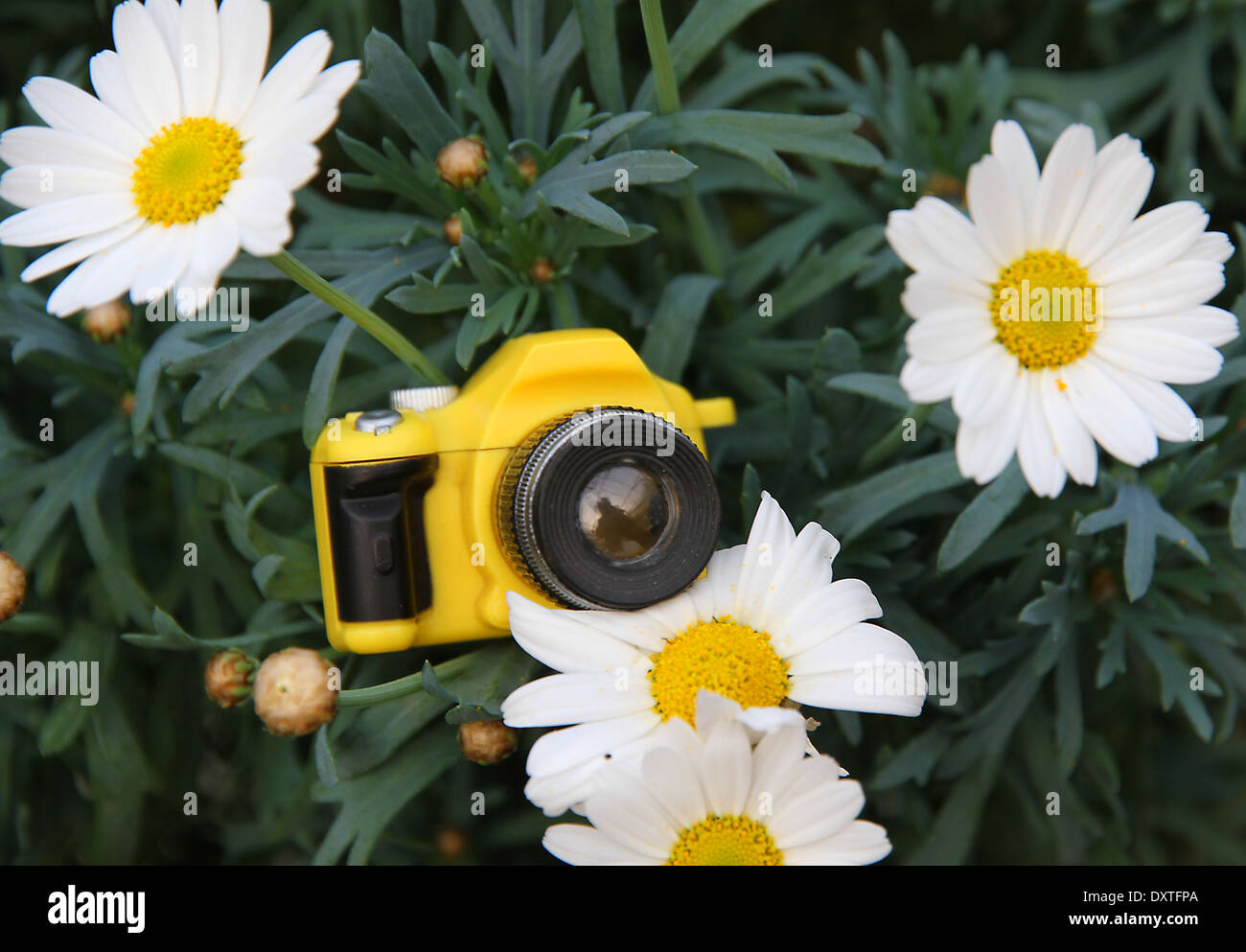 small yellow toy camera among the daisies flowers Stock Photo