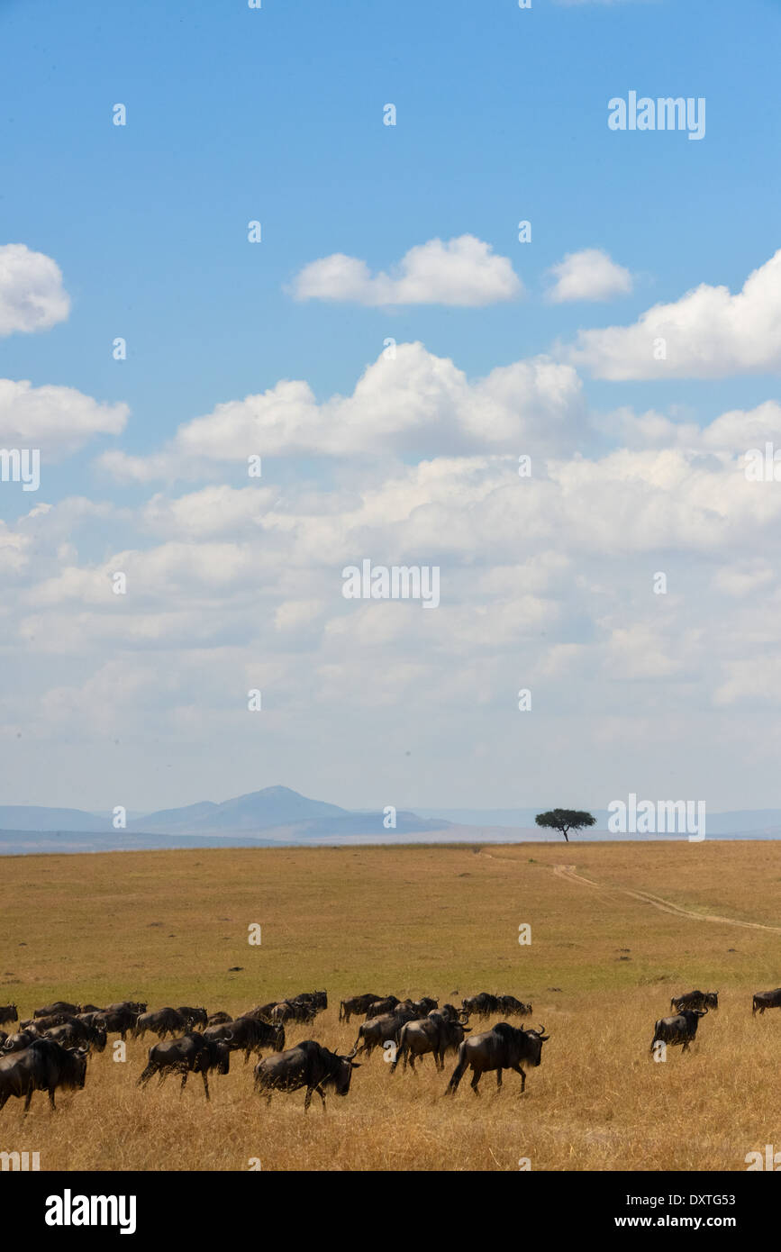 a group of wildebeest at masai mara, kenya, africa Stock Photo