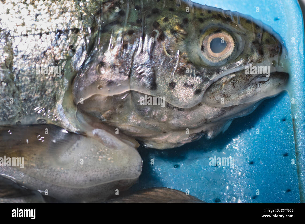 In Polish cuisine, on the Polish table. Trout from family fish