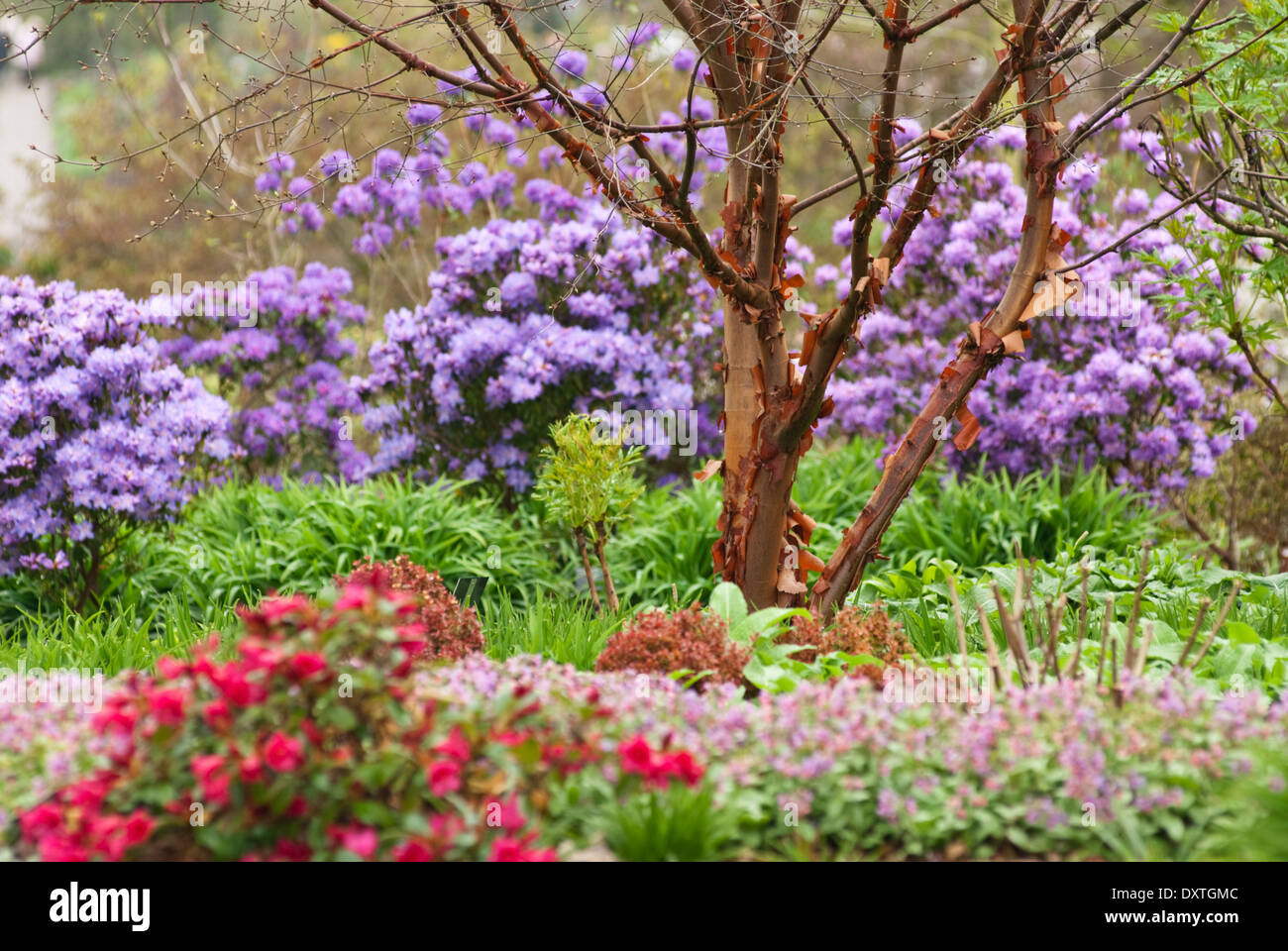 Paperbark Maple (Acer griseum) against backdrop of blue flowered Azaleas at RHS Wisley in April, Spring. Stock Photo