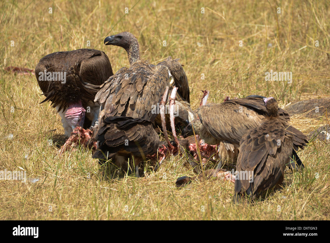 group of vultures at masai mara, kenya, africa Stock Photo