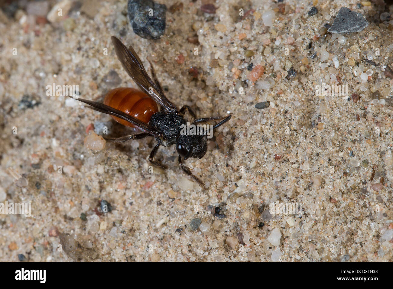 Sweat bee, Halictid Bee, Große Blutbiene, Auen-Buckelbiene, Kuckucksbiene, Sphecodes albilabris, Sphecodes fuscipennis Stock Photo