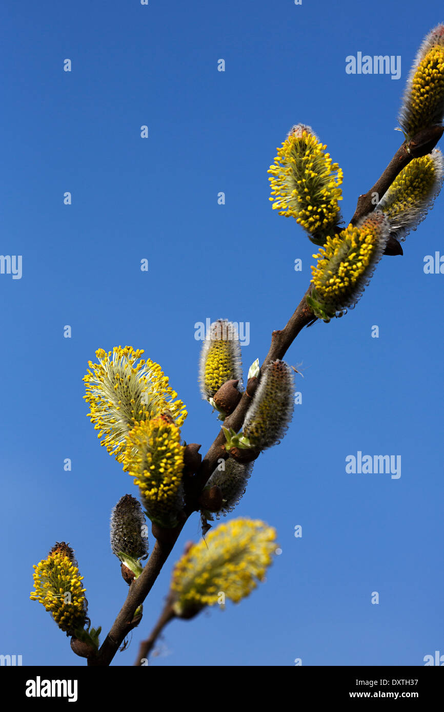 Twig with flowering willow catkins (Salix sp.); blue sky in background Stock Photo