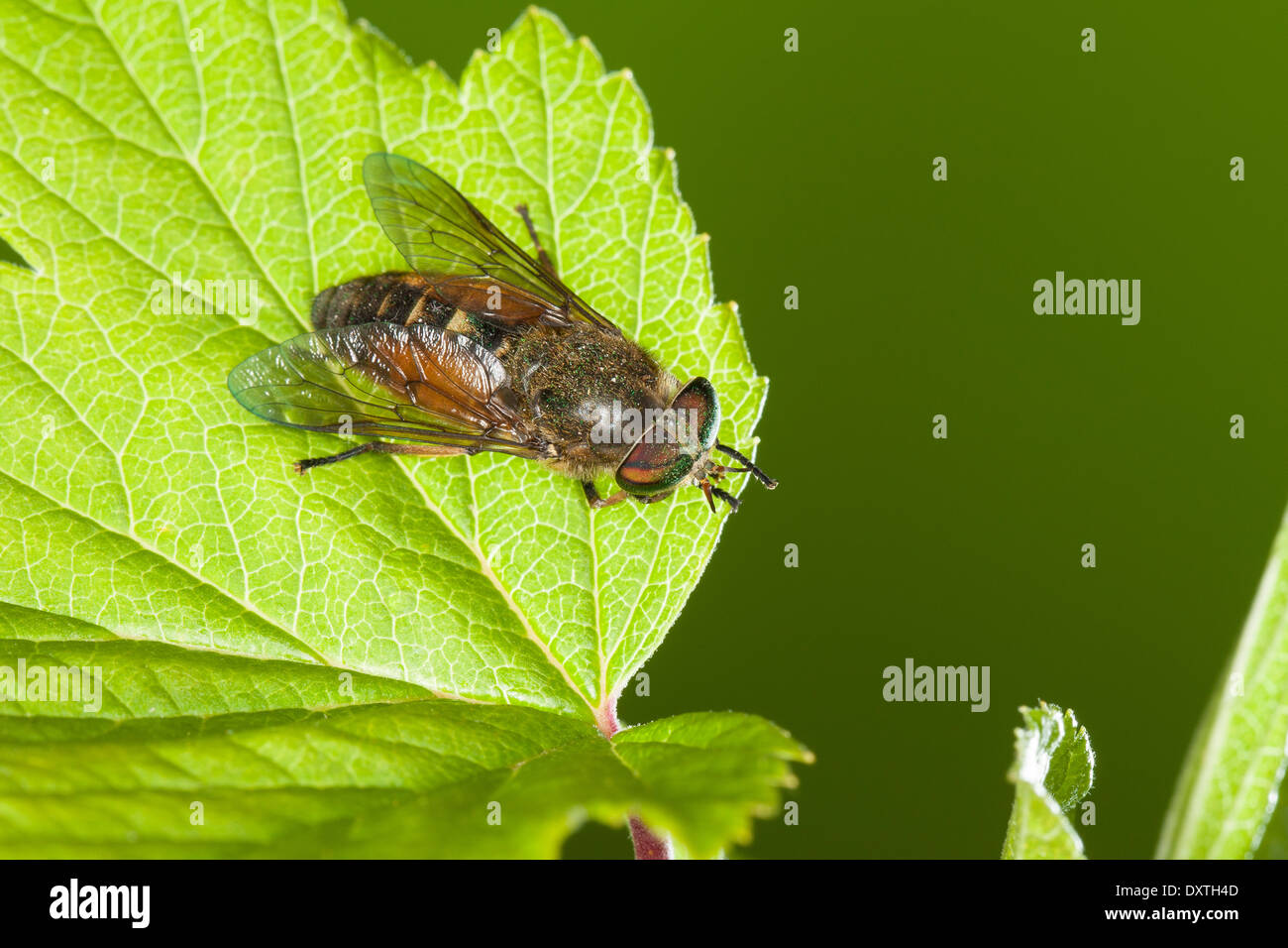 Tabanidae hires stock photography and images Alamy