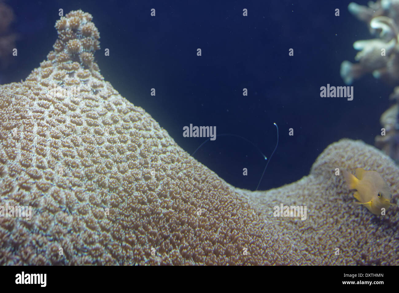 Galaxea fascicularis coral Stock Photo