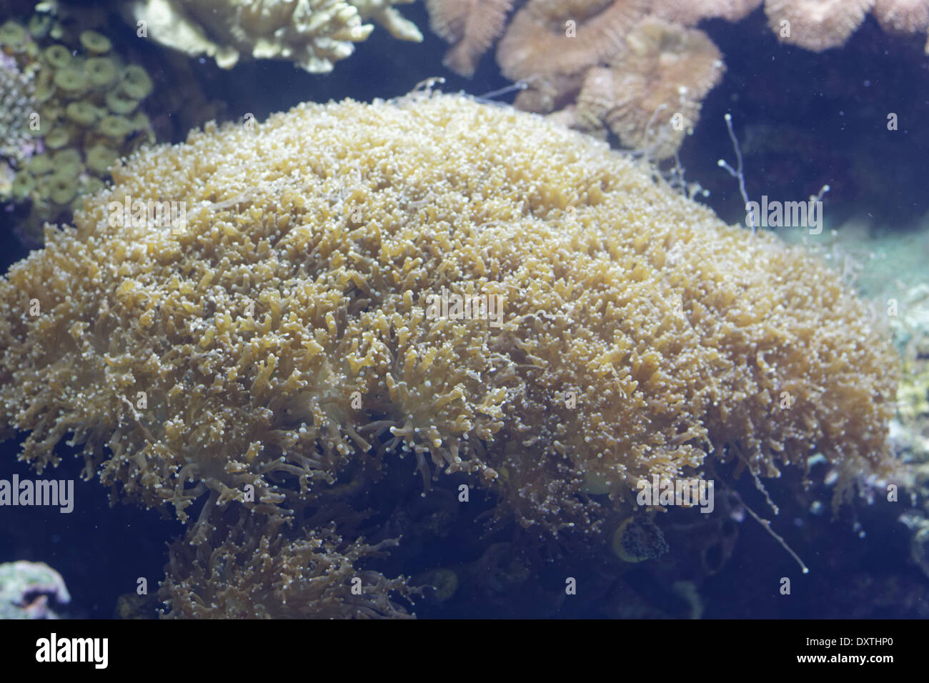 Galaxea fascicularis coral Stock Photo