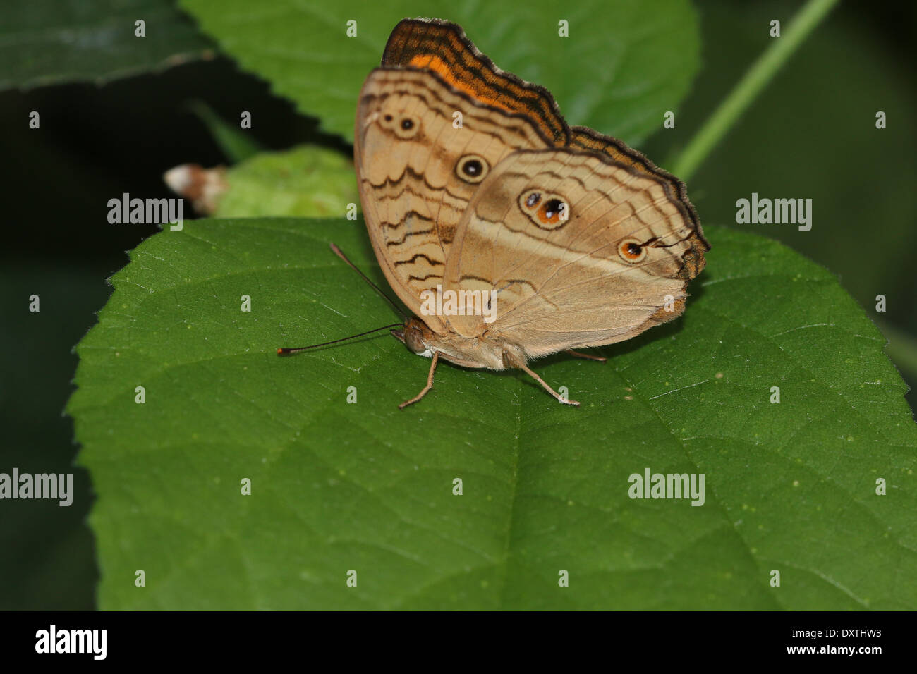 Peacock Pansy butterfly (Junonia almana Stock Photo - Alamy