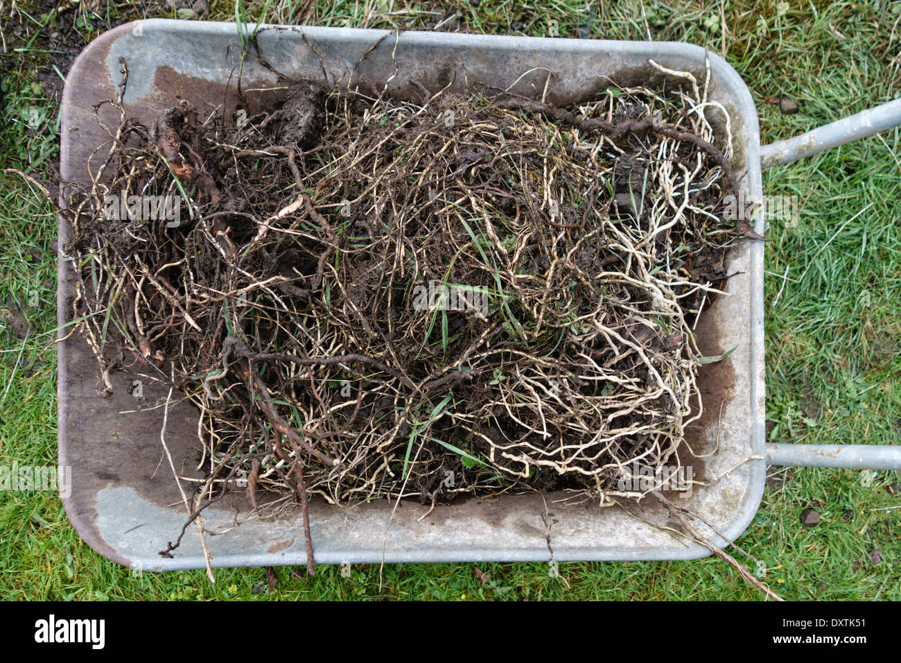 A wheelbarrow full of field bindweed (Convolvulus arvensis) and twitch or couch grass (Elymus repens) dug out of a vegetable bed Stock Photo