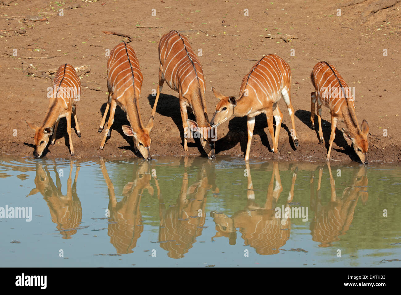 Female Nyala antelopes (Tragelaphus angasii) drinking water, Mkuze game reserve, South Africa Stock Photo