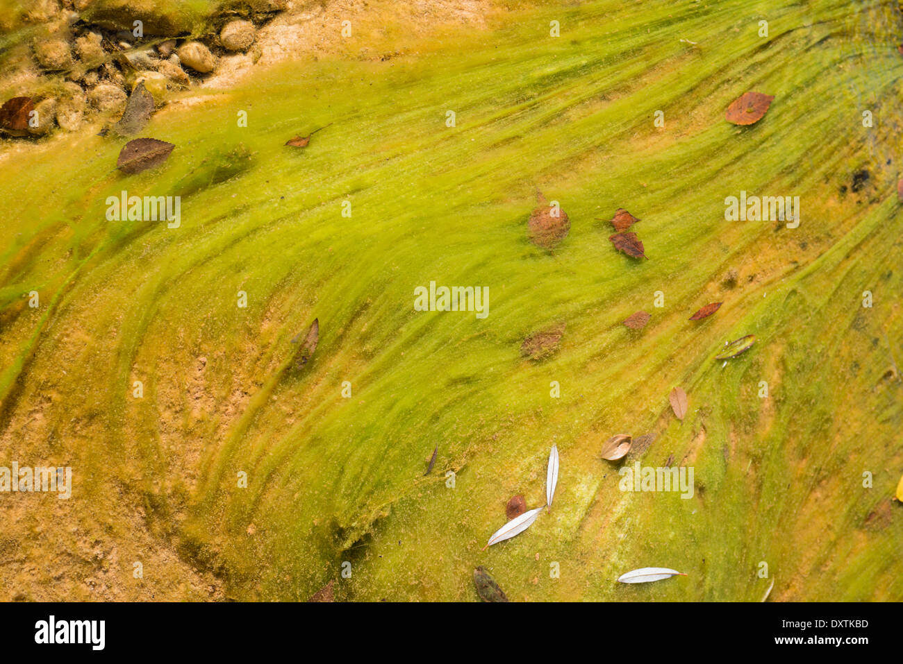 Rock pools carved by a creek harbouring filament algae and clean mountain water, Mura, Spain Stock Photo