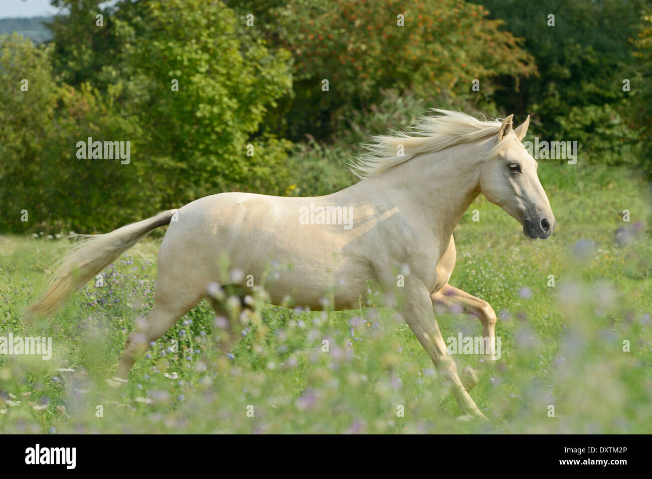 Palomino coloured Paso Fino horse galloping in the field Stock Photo