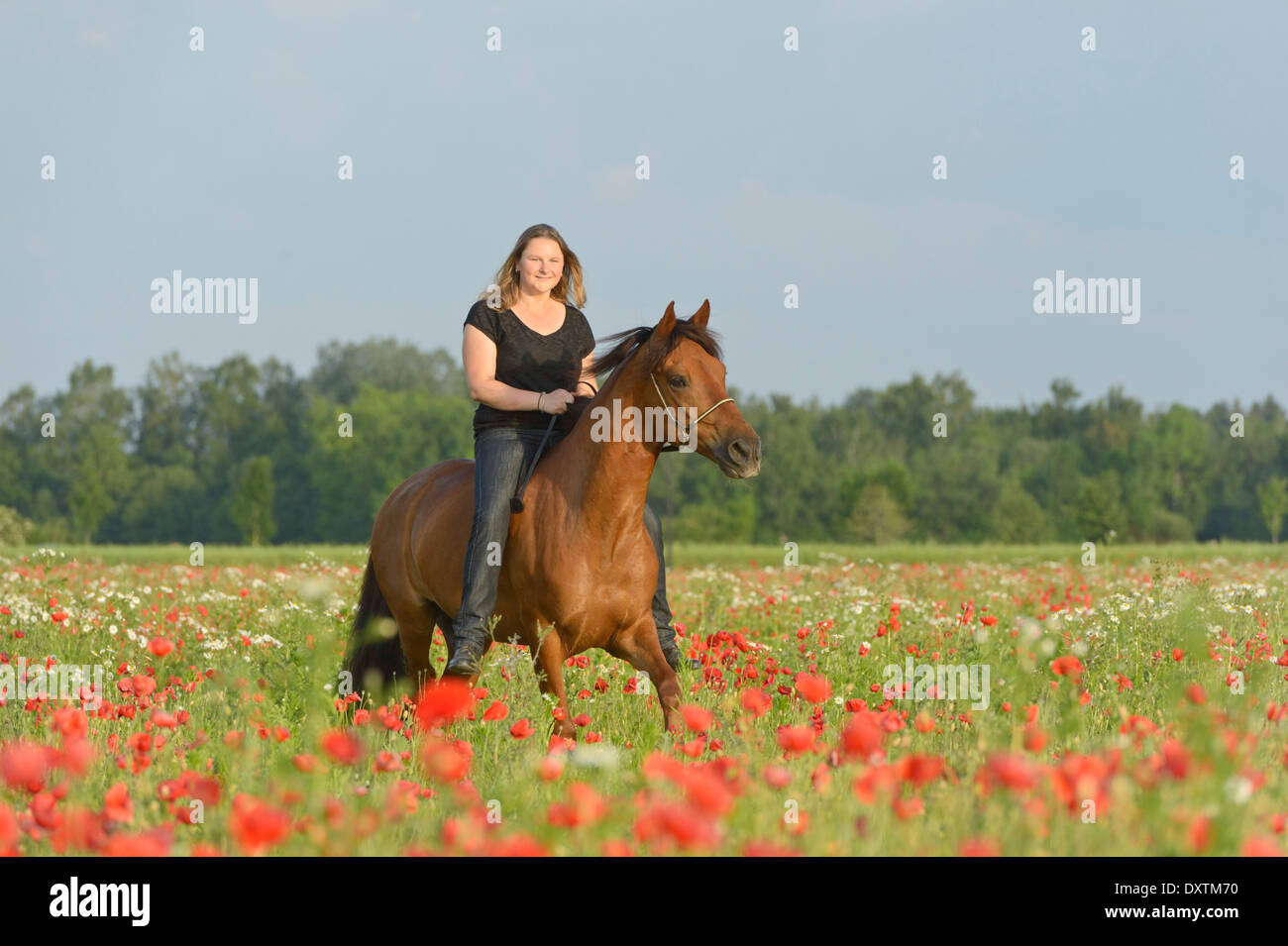 Woman riding bareback on a Paso Fino horse in a poppy field Stock Photo