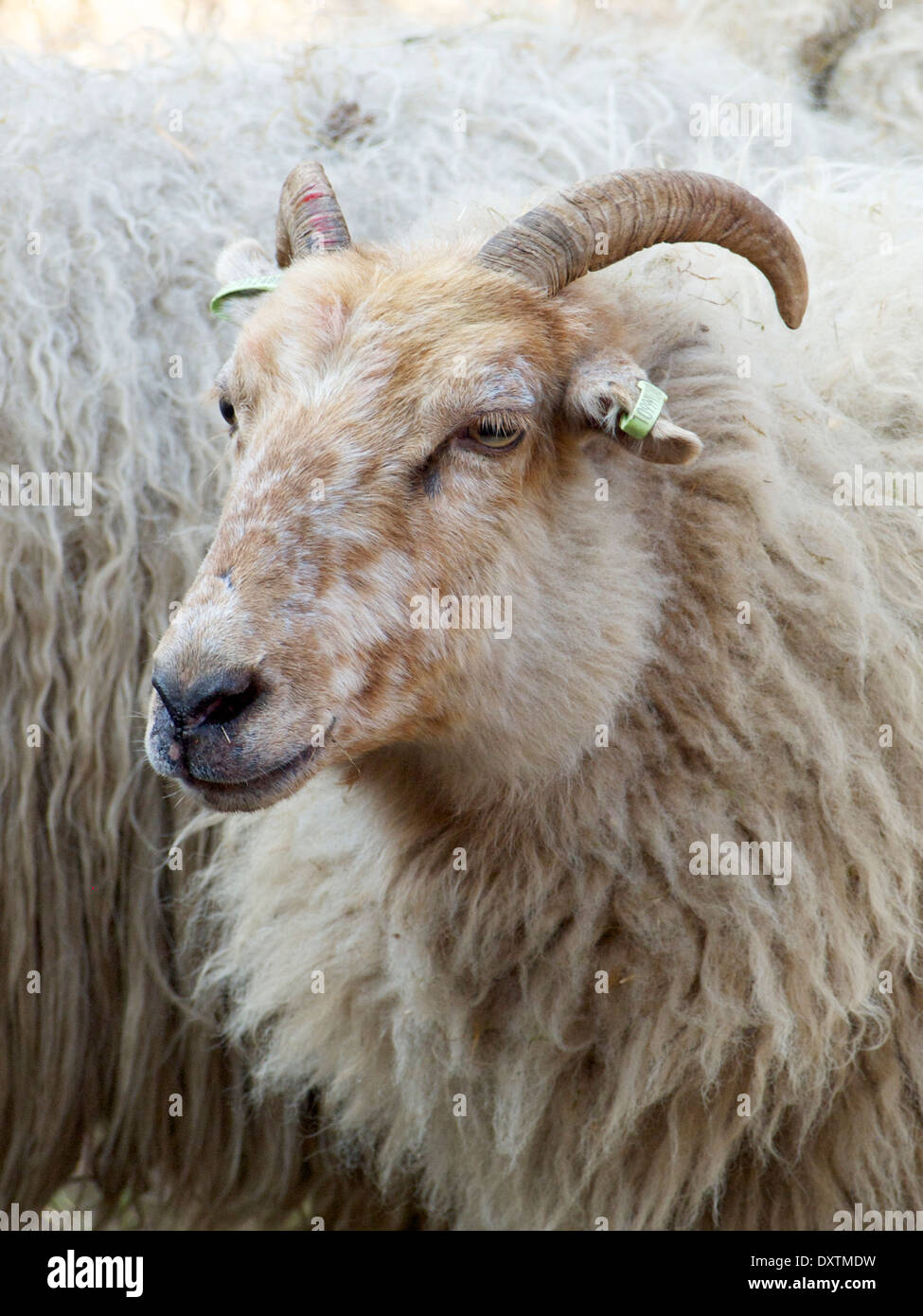 Sheep in a herd in Nijverdal, Overijssel, the Netherlands Stock Photo