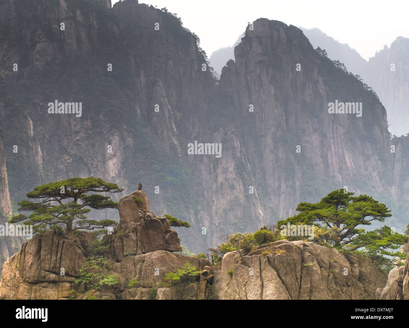 Cliff Forest Hi res Stock Photography And Images Alamy cliff-forest-hi-res-stock-photography-and-images-alamy