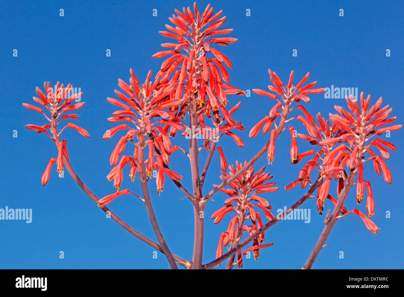 Aloe volkensii Inflorescens with red flowers Stock Photo