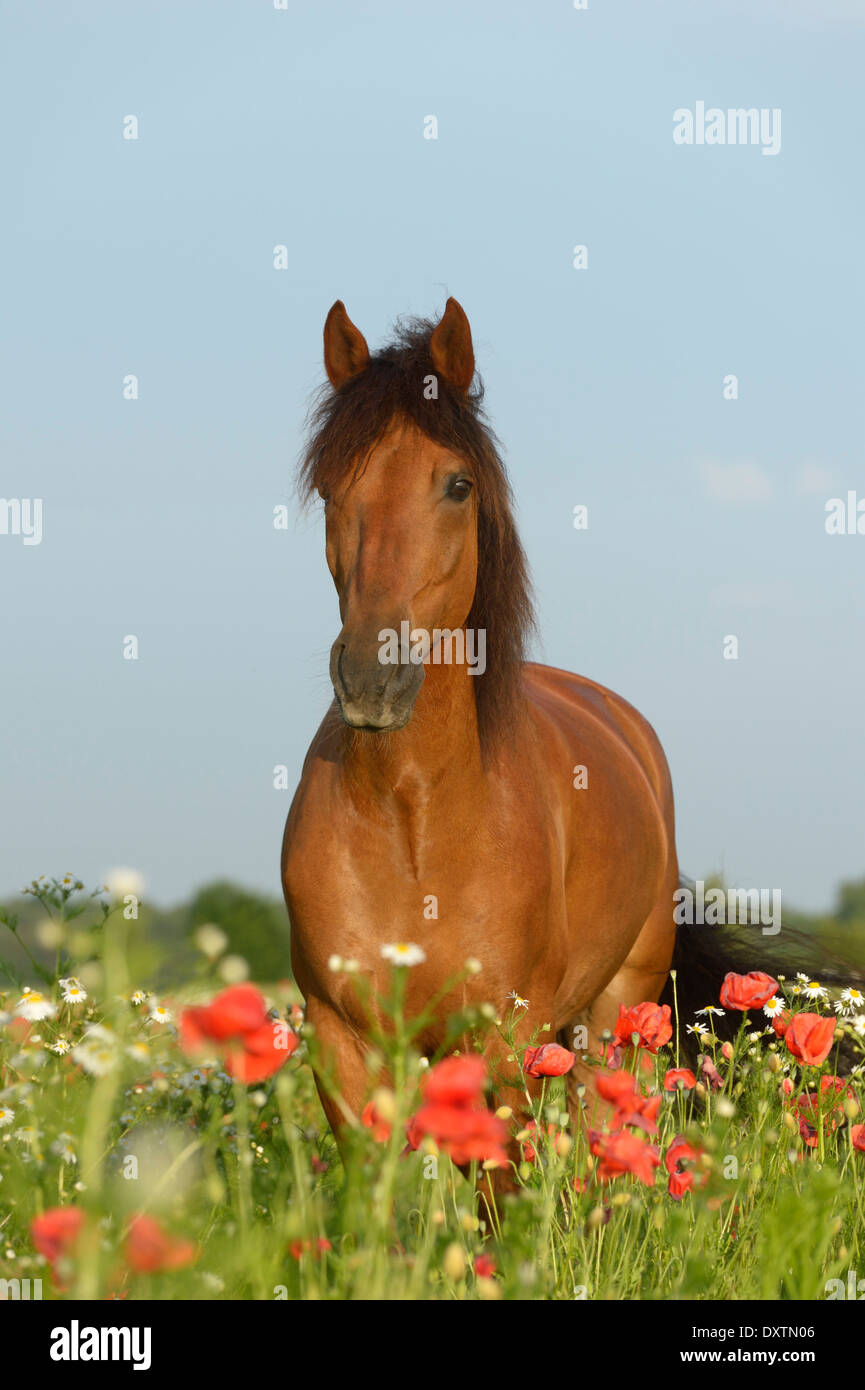 Paso Fino horse standing in a poppy field Stock Photo