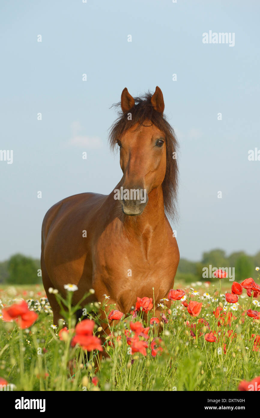 Paso Fino horse standing in a poppy field Stock Photo