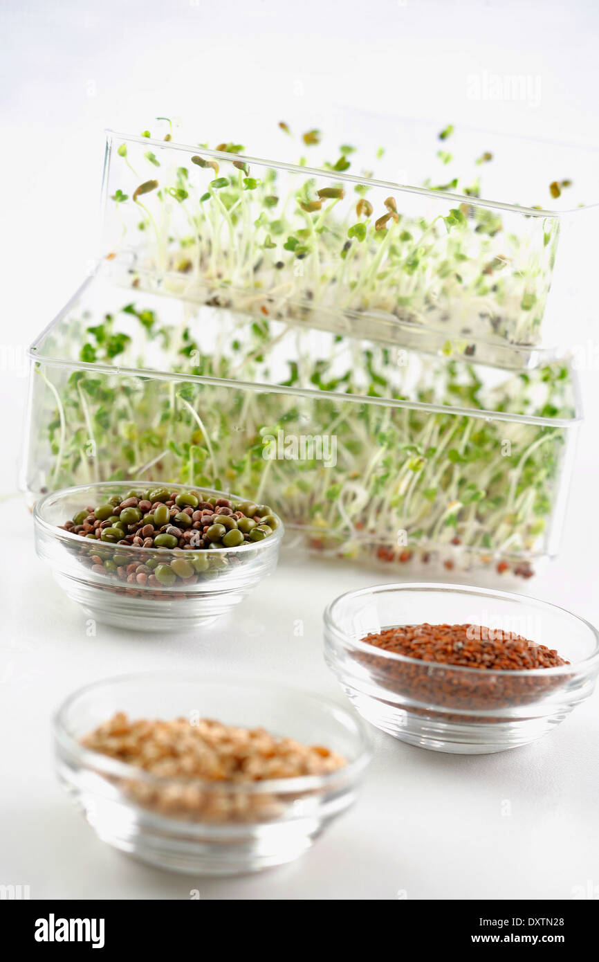 Sprouts growing in a plastic container Stock Photo Alamy