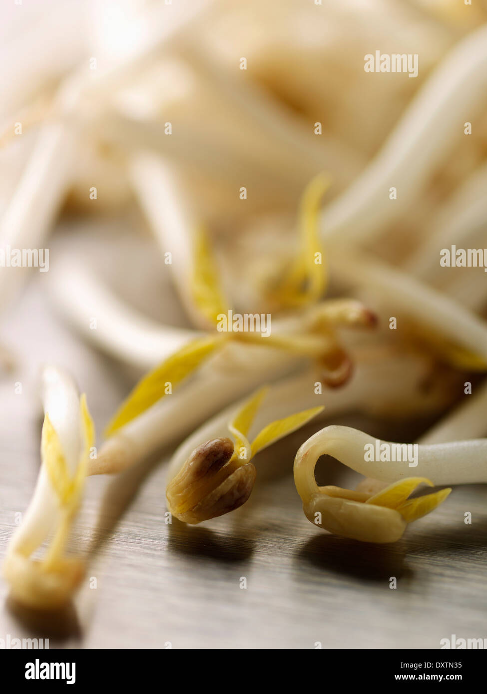 Beansprouts for beef with cirtonella Stock Photo