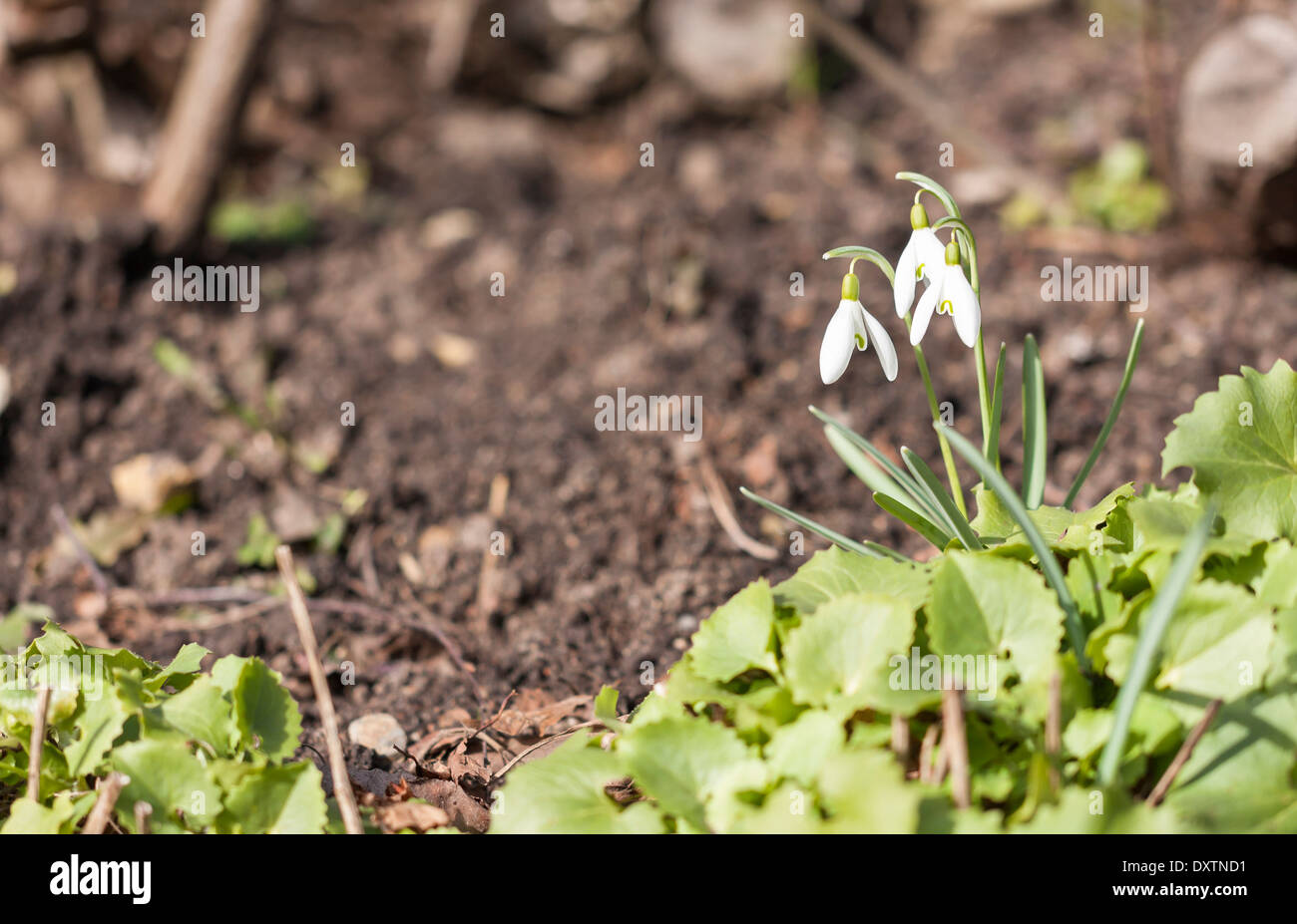 Three snowdrop flowers at spring Stock Photo