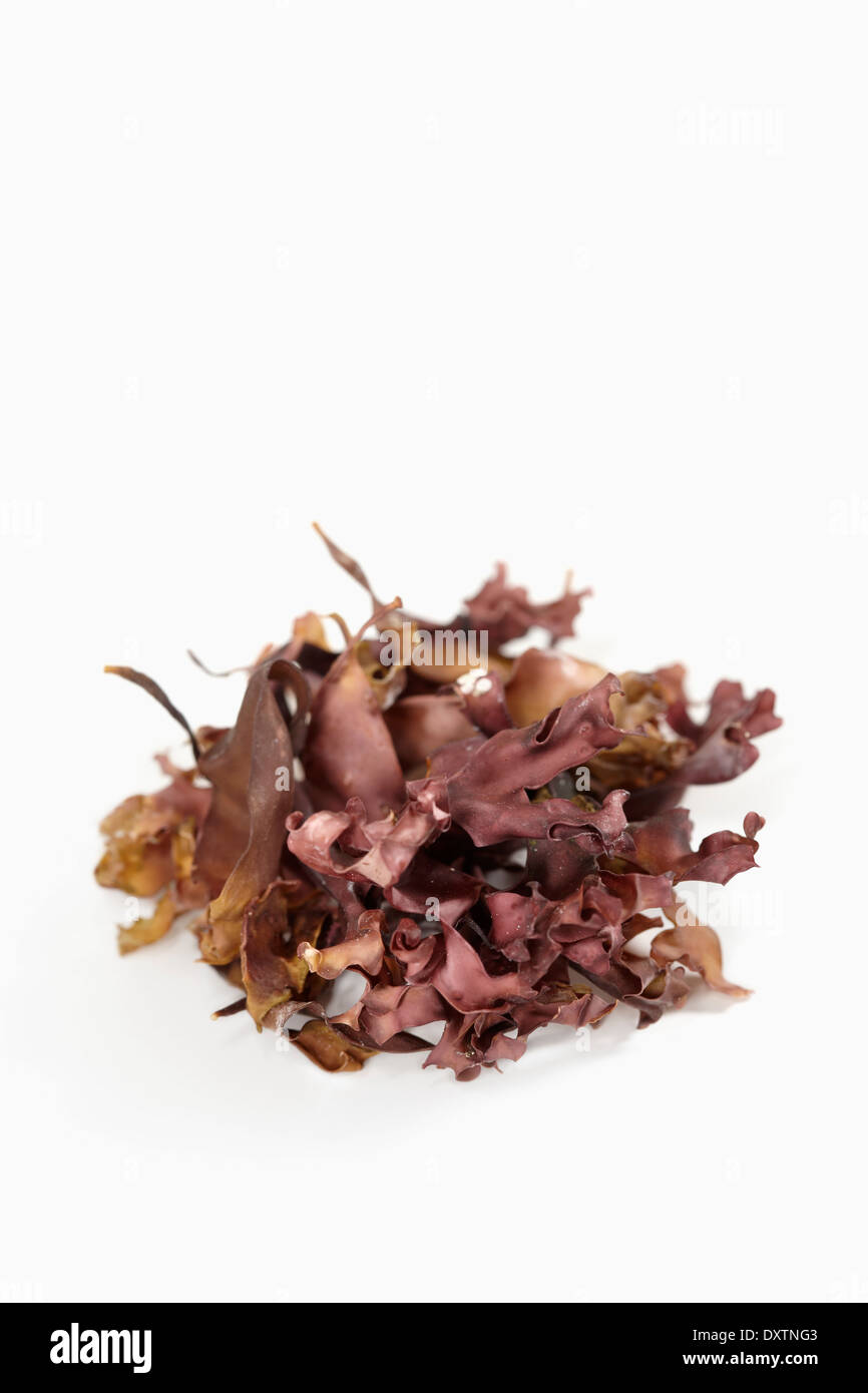 Dulse seaweed Stock Photo Alamy