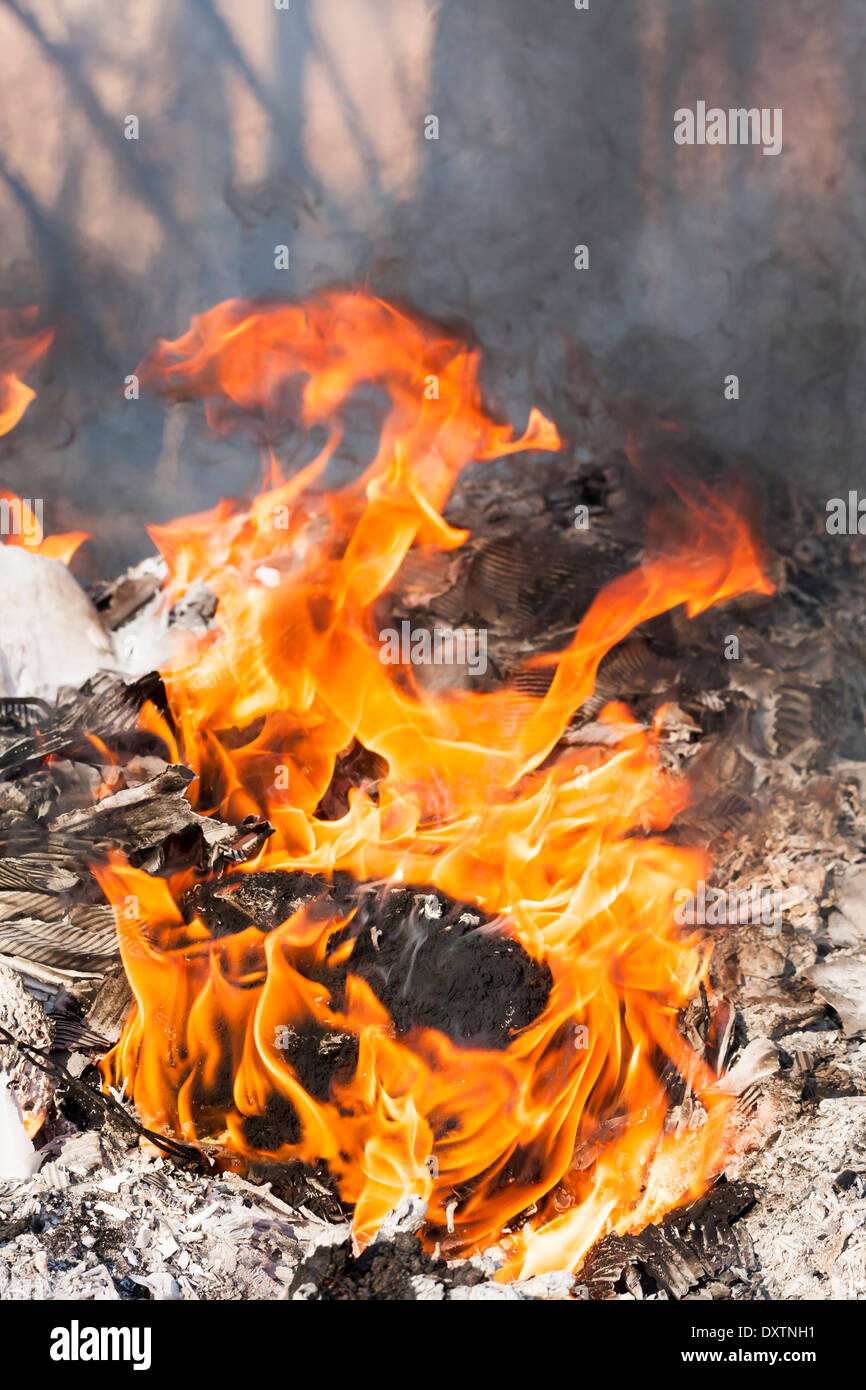 Fire flames around burning tree log Stock Photo Alamy