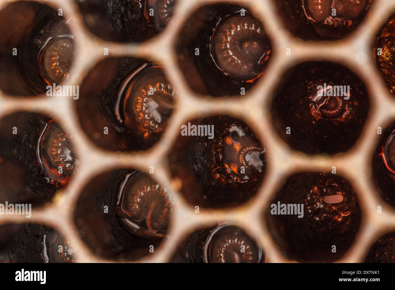 Honey Bee hive showing larvae  (Apis mellifera),Croatia, Europe Stock Photo